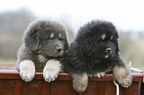DOGUE DU TIBET 703